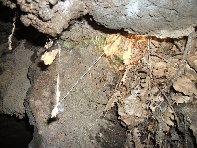 otte Scorciavacca20110306 081